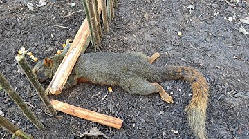 Green Wild Life: Create amazing squirrel traps in the wild