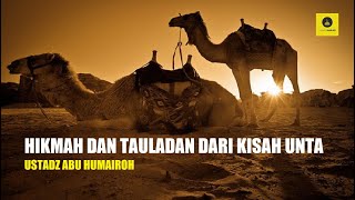 HIKMAH DAN TAULADAN DARI KISAH UNTA, DAN KEAJAIBAN UNTA - USTADZ ABU HUMAIROH