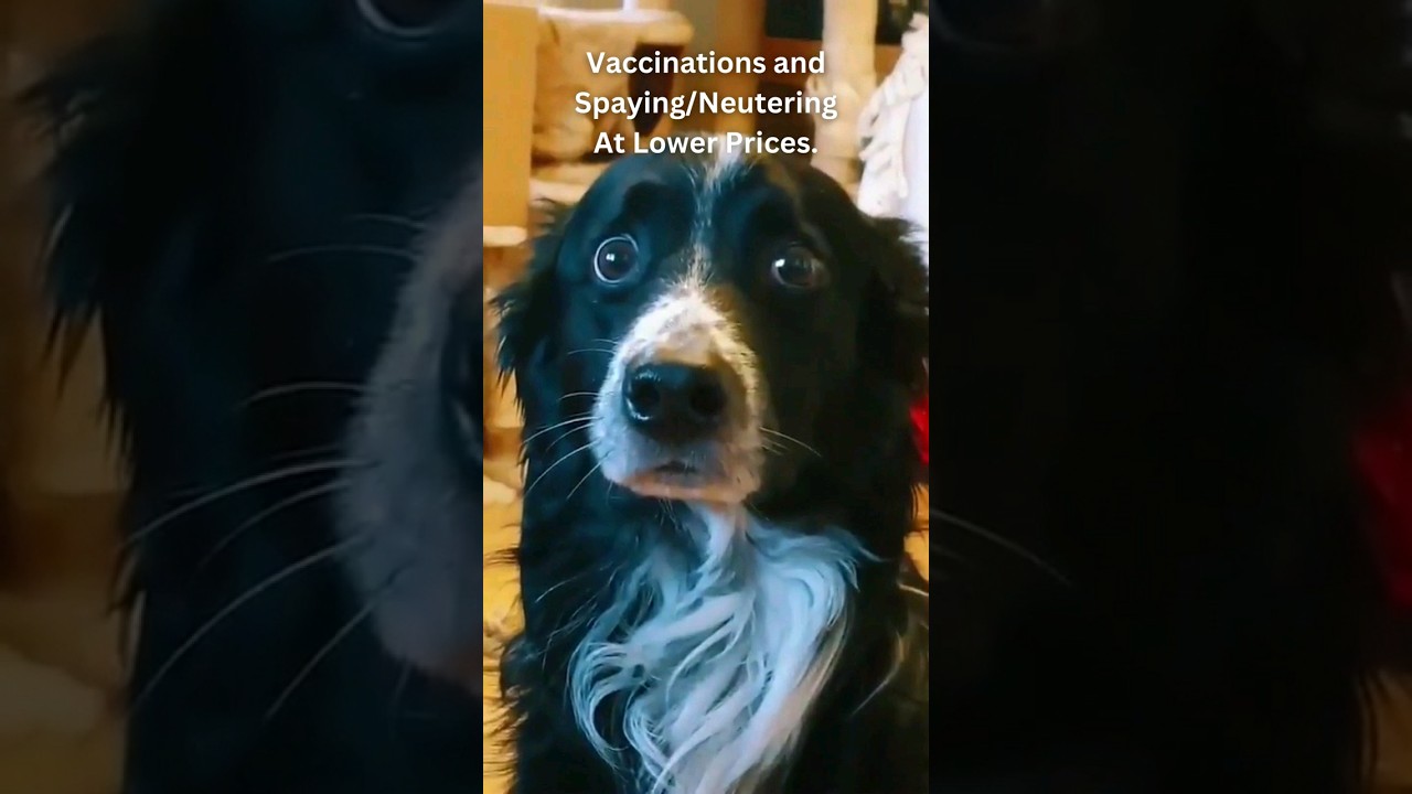 Paw-Sitive Financial Tip 1 For Cat and Dog Lovers: Adopt, Don't Shop! 