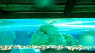 № 2336 США Яркий Мокрый Аквапарк AQUATICA Orlando Florida № 2336 США Яркий Мокрый Аквапарк AQUATICA Orlando Florida