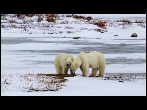 polar-bear-adventure