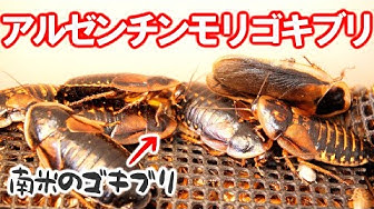 拍手 探検 クラッチ ゴキブリ 香水 死ぬ E 1stop Jp