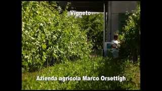 Azienda agricola Marco Orsettigh - il vigneto