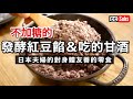 【用米麴製作】不使用糖的發酵紅豆餡＆甘酒 / 紅豆餡與黃豆粉的艾草年糕 / 糙米麴食譜 / 製作健康點心/ 春節準備 / 日本人夫婦