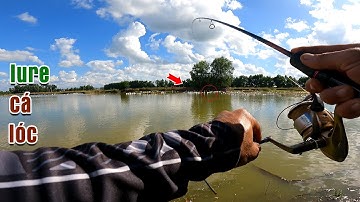 Câu Lure Cá Lóc ● Cái Kết 2 Buổi Câu Cá Lóc Đầu Mùa / snakehead fish lure | Tâm Râu Vlog #142