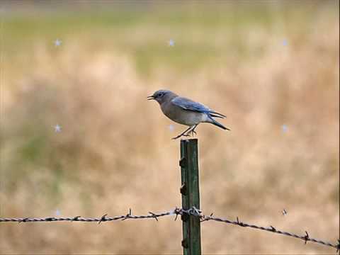 Wink Matindale I Heard The Bluebirds Sing