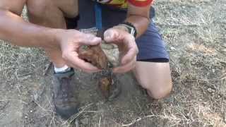 Burning Fungus Survival Tips screenshot 3