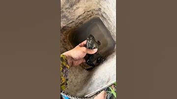 Câu cá dính ếch! #fishing #cauca #shorts