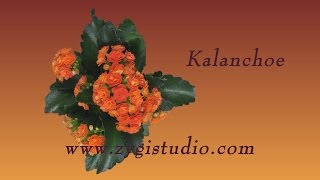 Time-lapse of Opening Orange Kalanchoe Flower.