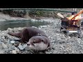 Leisurely barbecue by the river with an otter [Otter life Day 231]【カワウソアティとにゃん先輩】