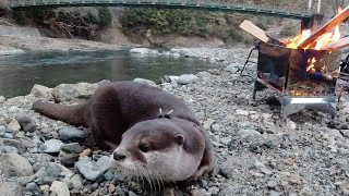 Leisurely barbecue by the river with an otter [Otter life Day 231]【カワウソアティとにゃん先輩】