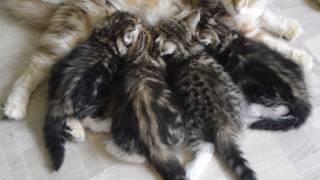 Питомник Spark Heart сибирские котята Питомник Spark Heart сибирские котята