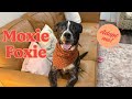 Moxie Foxie | Playful, Pretty, and Perfect Family Dog