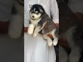 #husky #huskydog #huskylife #puppy #trendingshorts #dogbreed #dogshorts #trending #trend #youtube