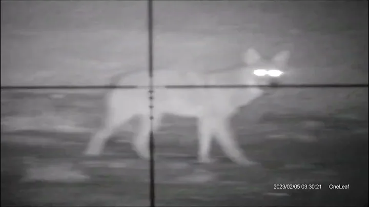 Coyote Hunting Subsonic 22 LR