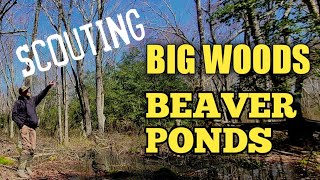 Scouting Big Woods Beaver Ponds