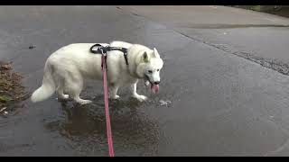 Husky made it to the park and into the creek by 2DogsVlogs 149 views 3 weeks ago 4 minutes, 53 seconds
