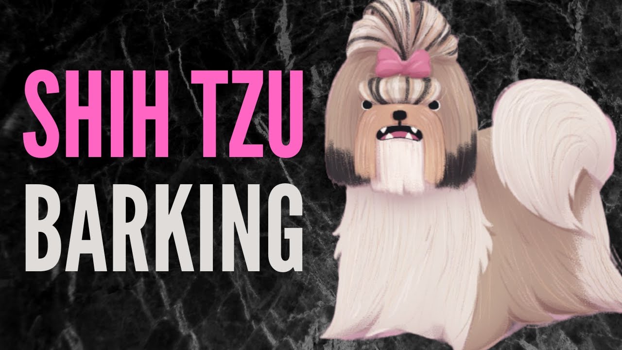 Shih Tzu Barking Sound Effects 60 Minutes YouTube