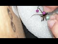 Pinning Arachnids: Wolf Spider