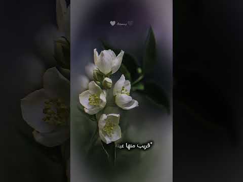 متفقناش وسبنا بعض