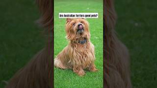 Are Australian Terriers good pets? #australianterriers #shots #shortsfeed #dog #pointerdog