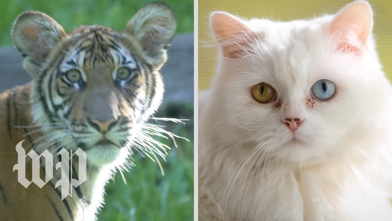 Coronavirus and pets: What you need to know