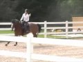 5yo mare belgium