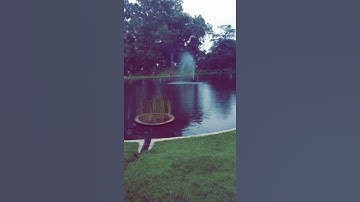 صيني يقرا سورة الرحمن-صوت جمييل