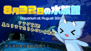 【8月32日の水族館】あの魚群は何だ！？ミンミだ！