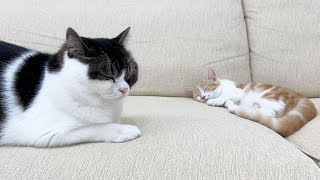 子猫と初対面させた当日なのにお世話する息子猫に感動しました