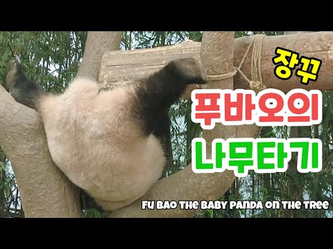 [에버랜드 판다 푸바오] ❤️장꾸 푸바오의 나무타기 Fu Bao the baby panda on the tree❤️#푸바오