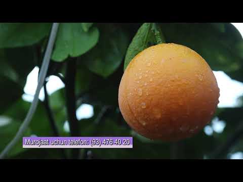 Video: O'rta Asrlardan Apelsin Va Limonli Tovuq