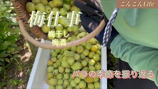 【シニア暮らしのVLOG】 梅仕事（梅干しの下処理、梅酒）、バラの季節を振り返る