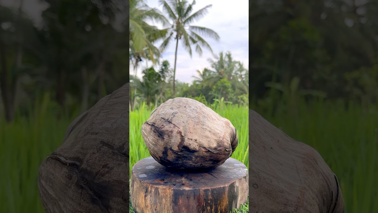 Amazing Hard Coconut Cutting