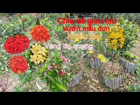 #1 Chia sẽ GL vườn hoa mẫu đơn nhiều loại…/☎️ 0349881409.Văn-Út Mới Nhất