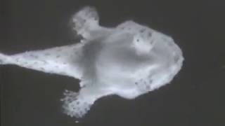 楽しいどうぶつ百科-11 東京シネマ新社製作