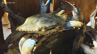 The blue crab, while iconic in the Chesapeake Bay, wreaks havoc in Italy