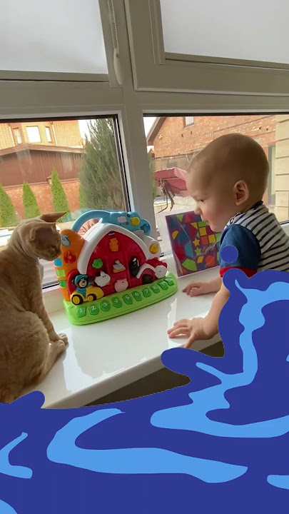 සාමාන්ය ගෘහස්ථ බළලා#shortvideo #video #jera #youtubethumbnail   #welcome to @Jakk620 channel