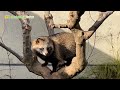 【東山動植物園公式】タヌキの鳴き声〜木の上にて〜《 ホンドタヌキ　タヌキ 》