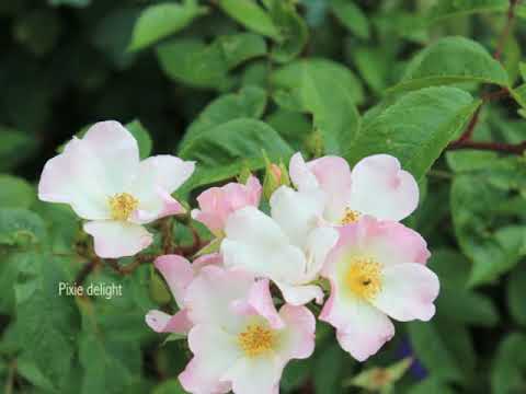 Rétro de 2017 au jardin.