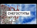 Чем заняться зимой в Альпах, если не катаешься на лыжах // Хайкинг в Кран-Монтана