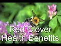 Red clover benefits for health