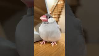 シルエットがふっくらしていく文鳥