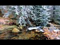 741Hz Detox | Immune System | 3 Hours Deep Sleep Music