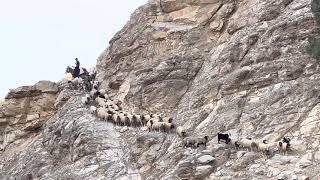 A Nomadic Man Riding A Donkey Leads The Herd