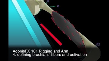 AdonisFX Tutorials 101 - Rigging an Arm - 4: Defining brachialis fibers and activation (version 1.4)