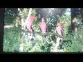 Pink Bird Song In The Night Garden Pink Bird Song In The Night Garden