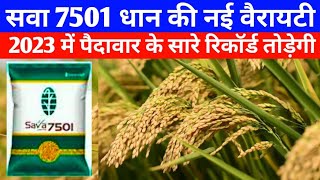 Sava 7501: New High-Yielding Rice Variety in Less Time / Sava 7501 Rice Info / Sava Smart Rice 7501