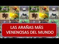 Top 10 de las arañas más venenosas  del mundo