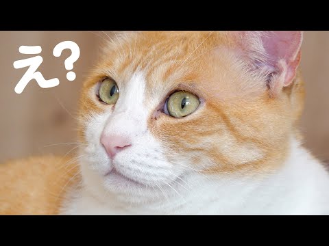 部屋に閉じ込められて絶望する猫たち hqdefault
